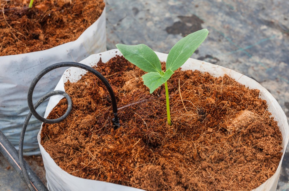 Cocopeat Soil Best Planting Media for Your Plants