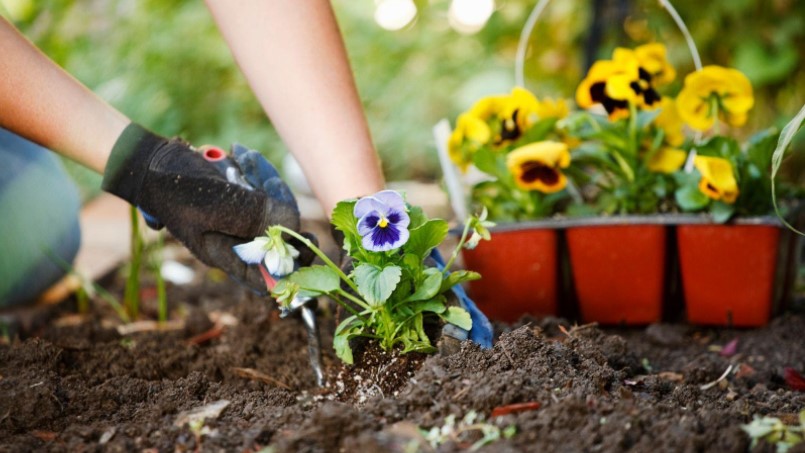 3 Things To Include in Your Gardening Routine