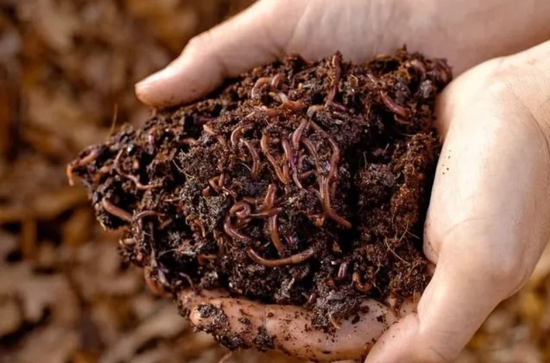 From Worms to Wonderful! The Benefits of Using Vermicompost in Your Garden