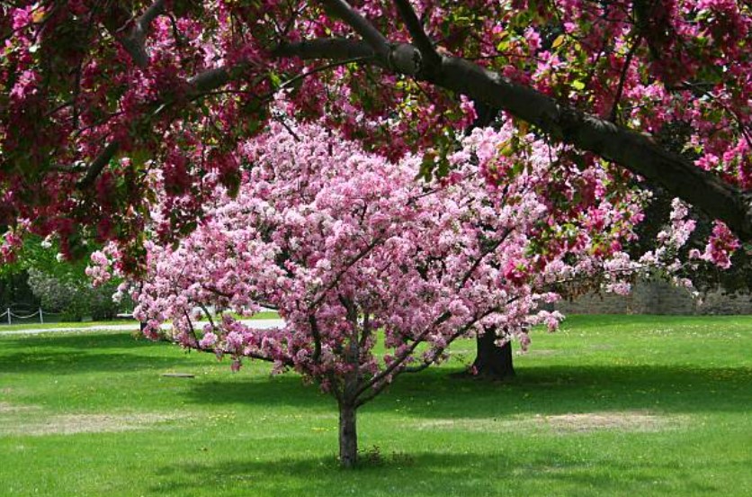 Crab Apple Trees for Sale Online